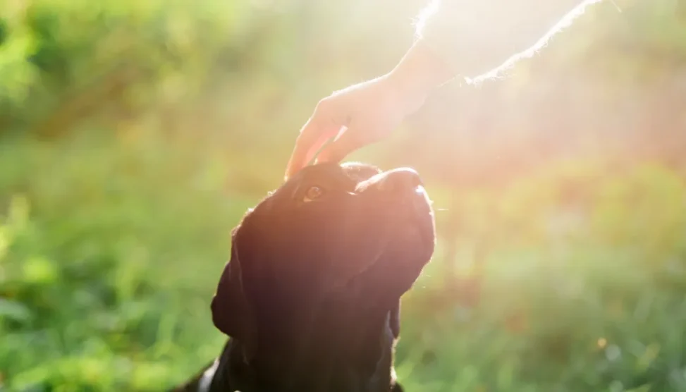 Estátua de anjo pet ao lado de uma planta em um jardim, representando um memorial para animal de estimação.